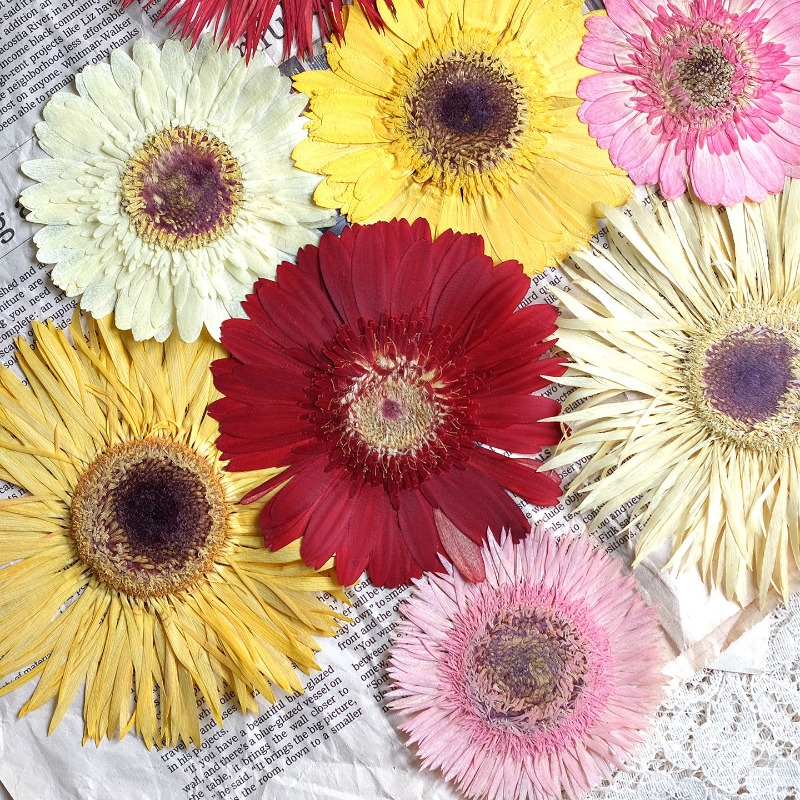 1pcs/7-9cm,Pressed Gerbera Dri - Resin Art Things recension och pris