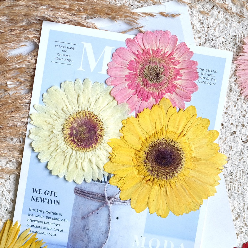 1pcs/7-9cm,Pressed Gerbera Dri - Resin Art Things recension och pris