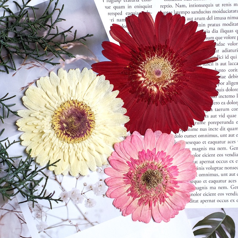1pcs/7-9cm,Pressed Gerbera Dri - Resin Art Things recension och pris
